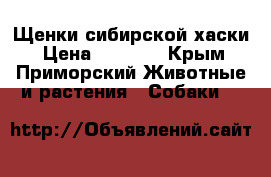 Щенки сибирской хаски › Цена ­ 5 000 - Крым, Приморский Животные и растения » Собаки   